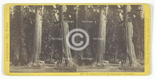 The Sentinels, 315 feet high, diam. 20 feet - Calaveras County, 1870. Creator: John P. Soule.