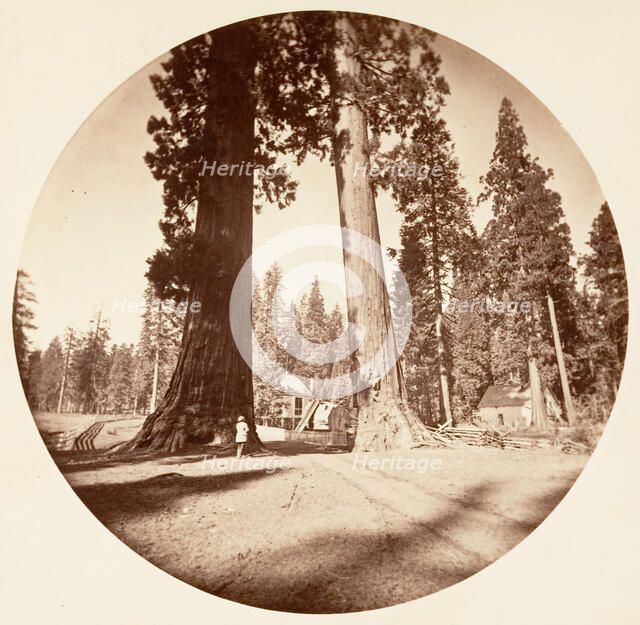 The Sentinels - Calaveras Grove, ca. 1878. Creator: Carleton Emmons Watkins.