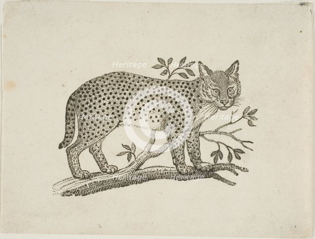 The Serval, n.d. Creator: Thomas Bewick.