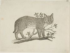 The Serval, n.d. Creator: Thomas Bewick