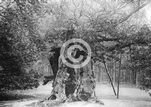 The 'Shambles' Oak, Sherwood Forest, 1904. Artist: Unknown