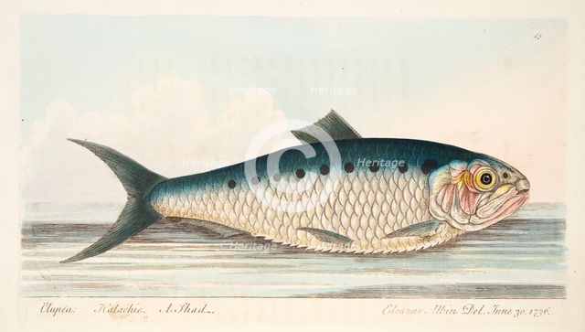 The Shad, from A Treatise on Fish and Fish-ponds, pub. 1832 (hand coloured engraving)