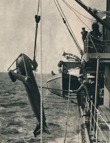 The shark-shaped paravane, 1943