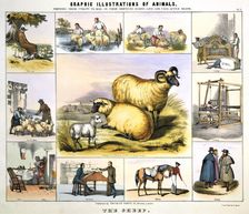 The Sheep c1850. Artist: Day & Haghe