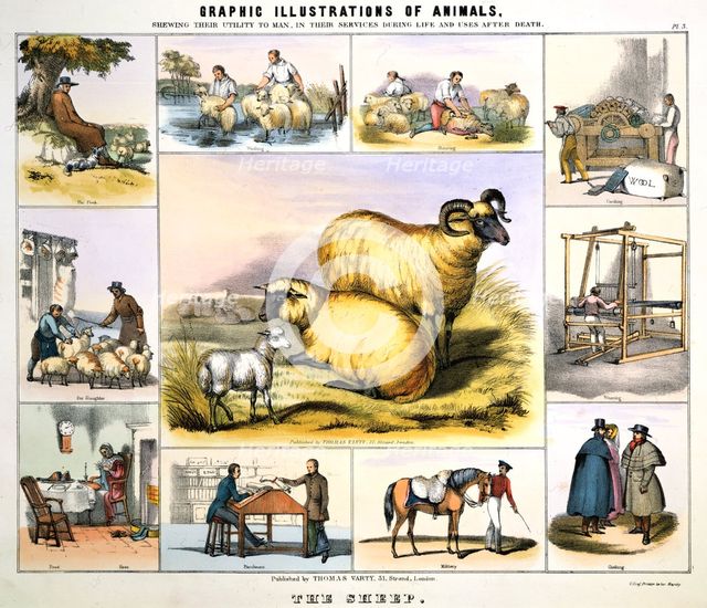 'The Sheep', c1850. Creator: Day & Haghe.