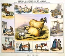 The Sheep c1850. Creator: Day & Haghe