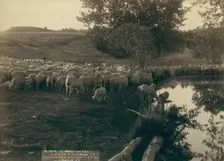 The shepherd and flock On FE & MV R'y in Dakota, 1891. Creator: John C. H. Grabill
