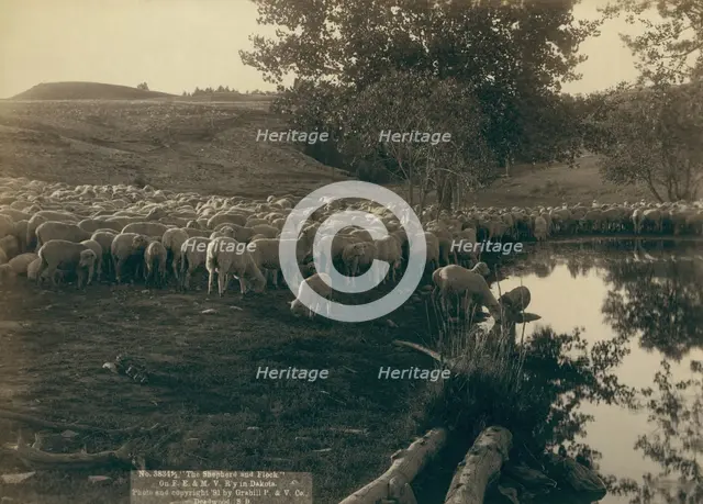 The shepherd and flock On FE & MV R'y in Dakota, 1891. Creator: John C. H. Grabill.