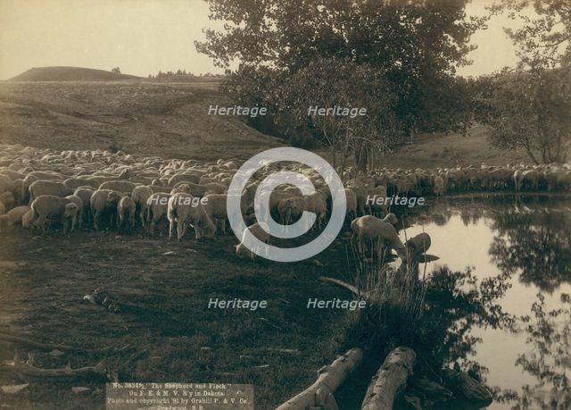 The shepherd and flock On FE & MV R'y in Dakota, 1891. Creator: John C. H. Grabill.