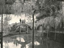 The Shinji-No-Ike Pond and wisteria Kameido, Tokyo, Japan, 1895. Creator: Unknown