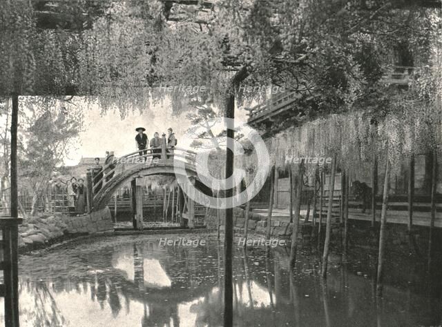 'The Shinji-No-Ike Pond and wisteria', Kameido, Tokyo, Japan, 1895. Creator: Unknown.