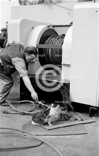 The ship's cat, c1945-c1965. Artist: SW Rawlings