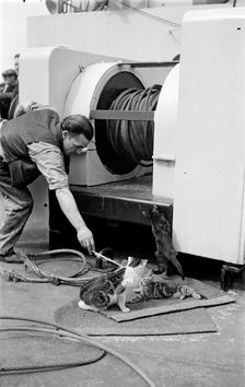 The ship's cat, c1945-c1965. Artist: SW Rawlings