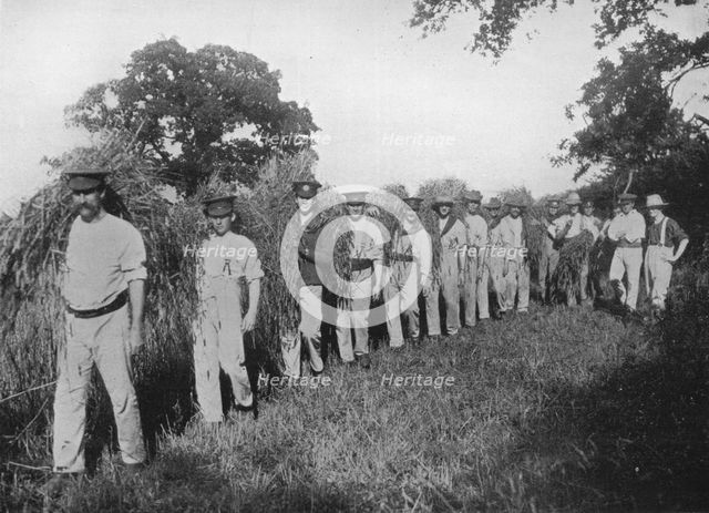 'The shortage of farm labour: Soldiers assisting with the harvest', 1915. Artist: Unknown.