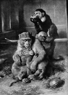 The Sick Monkey 1875, (1912). Artist: Edwin Henry Landseer