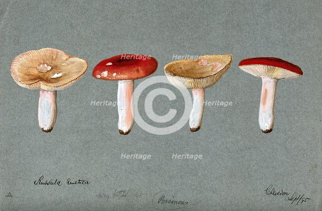 The sickener fungus (Russula emetica): four fruiting bodies, 1895. Creator: Unknown.