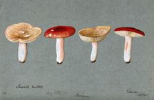 The sickener fungus (Russula emetica): four fruiting bodies, 1895. Creator: Unknown