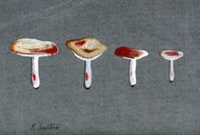 The sickener fungus (Russula emetica): four fruiting bodies. Creator: Unknown