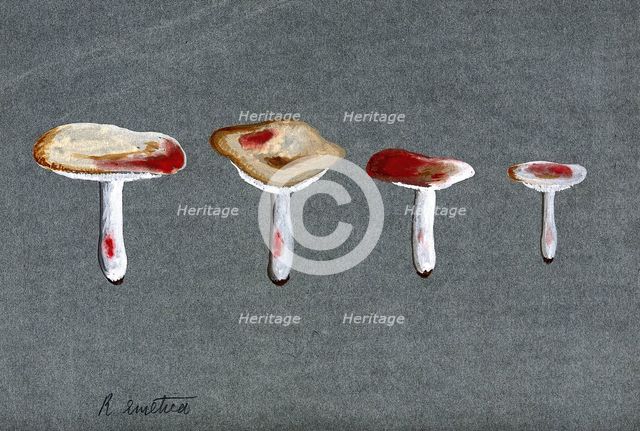 The sickener fungus (Russula emetica): four fruiting bodies. Creator: Unknown.