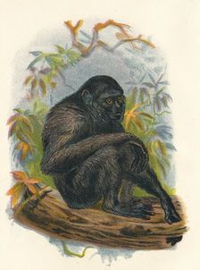 The Siamang Gibbon 1897. Artist: Henry Ogg Forbes