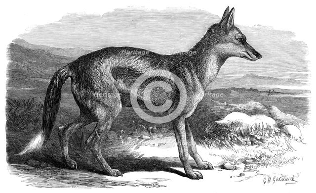 The Side-Striped Jackal in the Zoological Society's Gardens, 1870. Creator: Unknown.