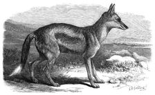 The Side-Striped Jackal in the Zoological Society's Gardens, 1870. Creator: Unknown