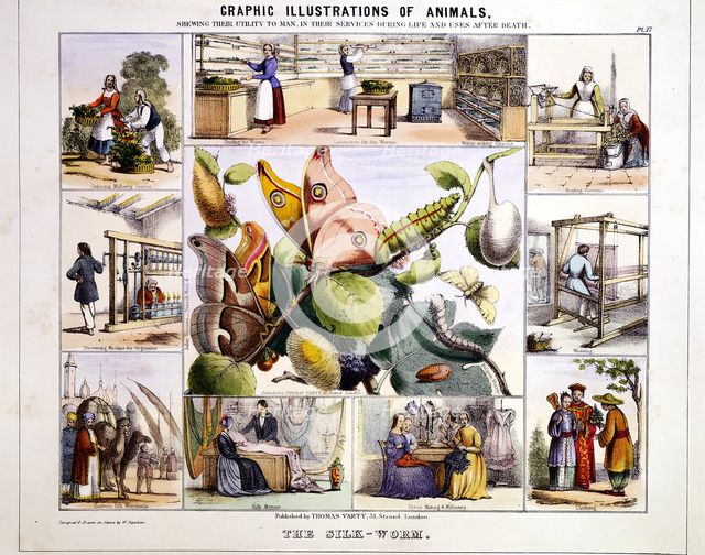 'The Silk-Worm', c1850. Artist: Benjamin Waterhouse Hawkins