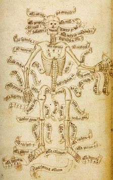 The skeleton and the names of the bones, 15th century. Creator: Anonymous