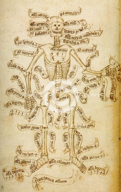 The skeleton and the names of the bones, 15th century. Creator: Anonymous.