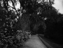 The Slope walk, Magnolia-on-the-Ashley, [Magnolia Gardens], Charleston, S.C., c1901. Creator: Unknown