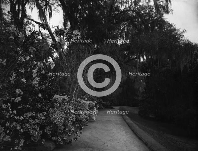 The Slope walk, Magnolia-on-the-Ashley, [Magnolia Gardens], Charleston, S.C., c1901. Creator: Unknown.