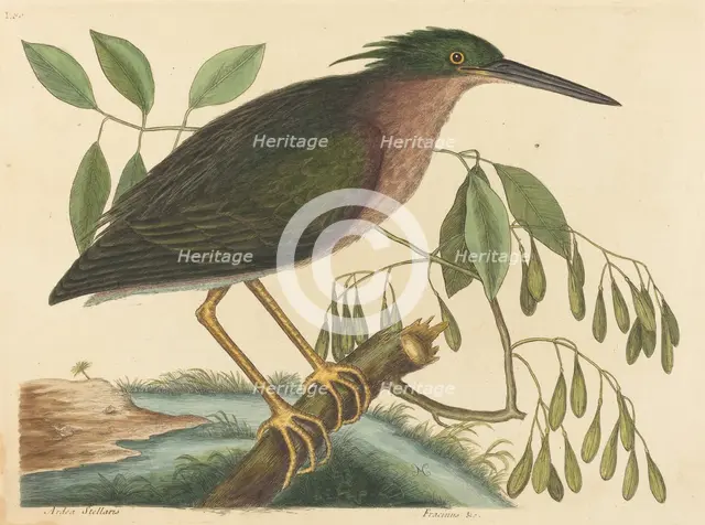 The Small Bittern (Ardea virescens), published 1754. Creator: Mark Catesby.