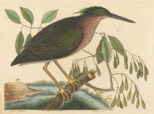 The Small Bittern (Ardea virescens), published 1754. Creator: Mark Catesby