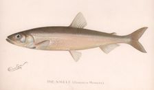 The Smeet (Osmerus Mordax.), c.1920s