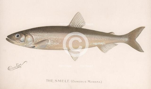 The Smeet (Osmerus Mordax.), c.1920s. Artist: Unknown