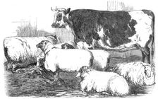 The Smithfield Club Prize Cattle-show, 1854. Creator: Unknown