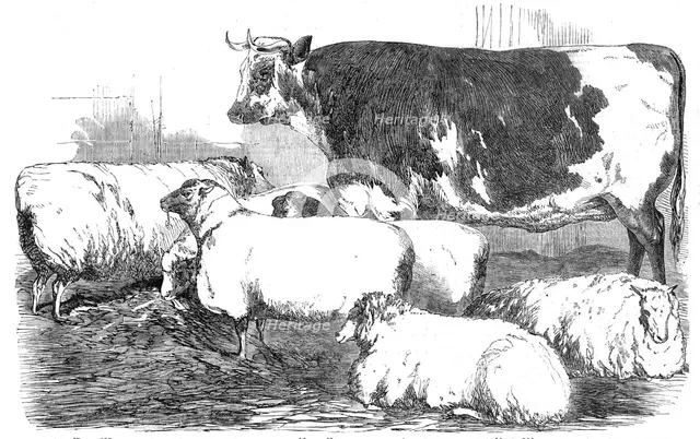 The Smithfield Club Prize Cattle-show, 1854. Creator: Unknown.