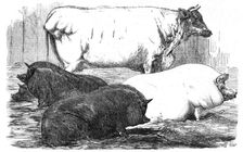 The Smithfield Club Prize Cattle-show, 1854. Creator: Unknown