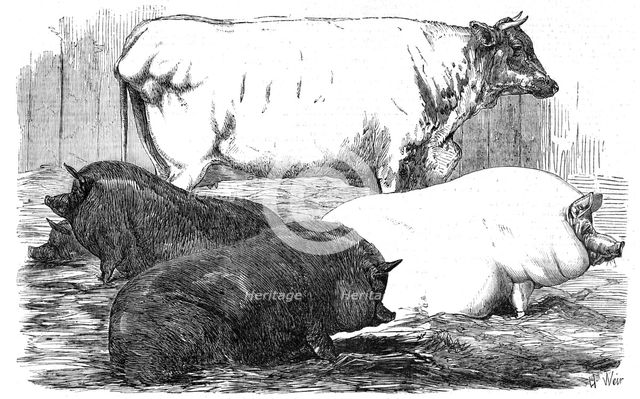 The Smithfield Club Prize Cattle-show, 1854. Creator: Unknown.