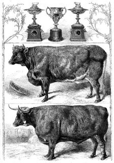The Smithfield Club Show: prize cattle and cups, 1862. Creator: Harrison Weir