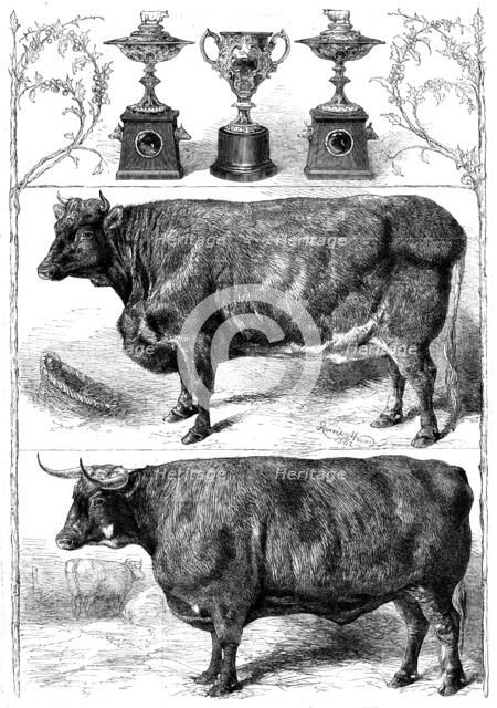 The Smithfield Club Show: prize cattle and cups, 1862. Creator: Harrison Weir.