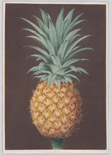 The Smooth Leaved Green Antigua Pine, 1807. Creator: Henri Merke