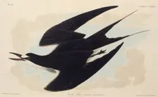 The sooty tern. From "The Birds of America", 1827-1838. Creator: Audubon, John James (1785-1851)