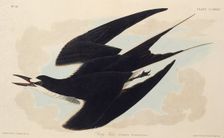 The sooty tern. From "The Birds of America", 1827-1838. Creator: Audubon, John James (1785-1851)