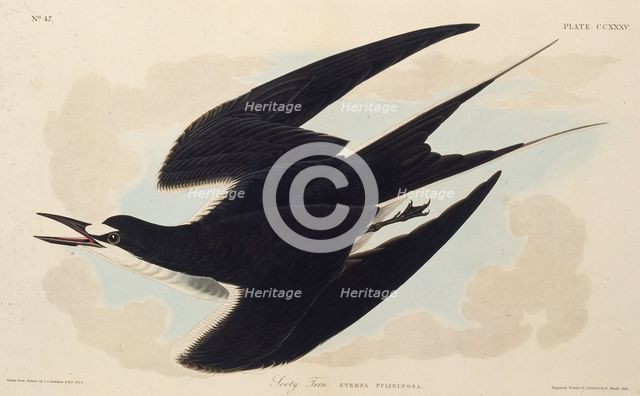 The sooty tern. From "The Birds of America", 1827-1838. Creator: Audubon, John James (1785-1851).