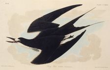 The sooty tern. From "The Birds of America", 1827-1838. Creator: Audubon, John James (1785-1851)