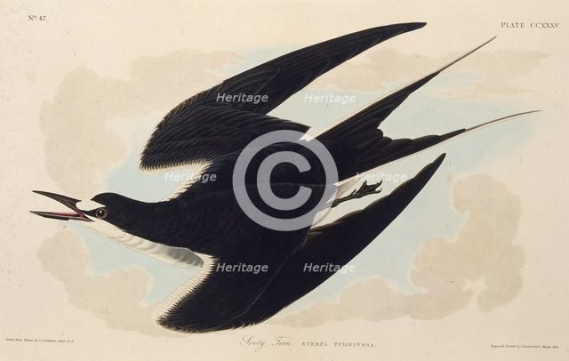 The sooty tern. From "The Birds of America", 1827-1838. Creator: Audubon, John James (1785-1851).