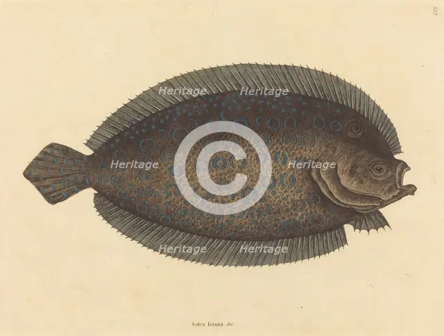 The Sole (Pleuronectes lunatus), published 1731-1743. Creator: Mark Catesby.
