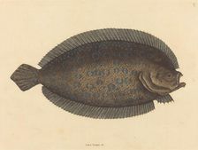 The Sole (Pleuronectes lunatus), published 1731-1743. Creator: Mark Catesby