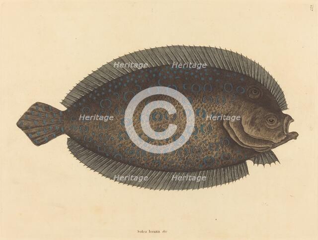 The Sole (Pleuronectes lunatus), published 1731-1743. Creator: Mark Catesby.